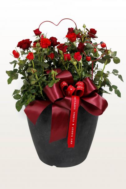 Roses Are Red