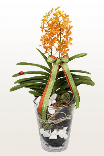 Orange You Glad?