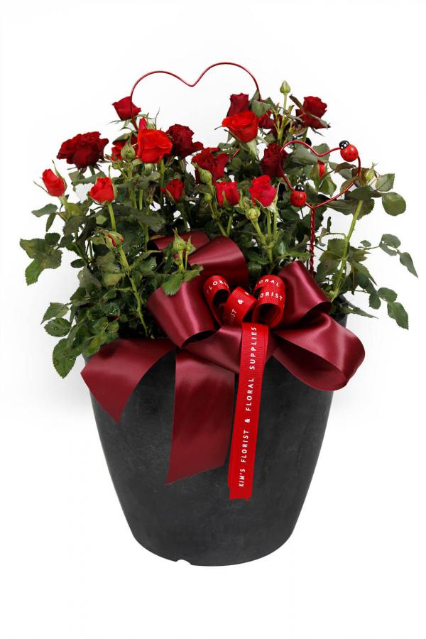 Roses Are Red