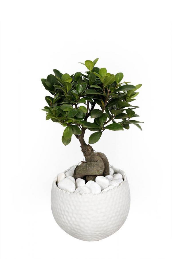 Bon-Bon, The Bonsai